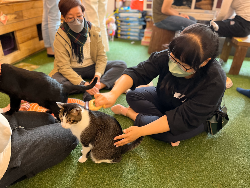 mindful interaction with cat-groom