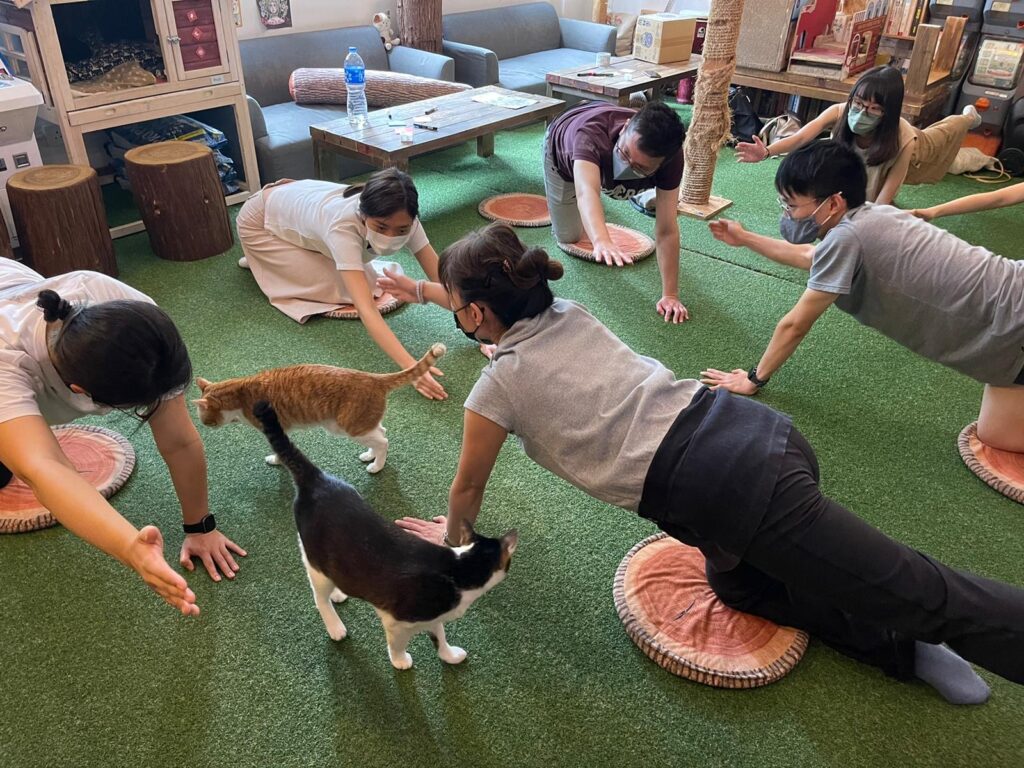 mindful stretch with cats