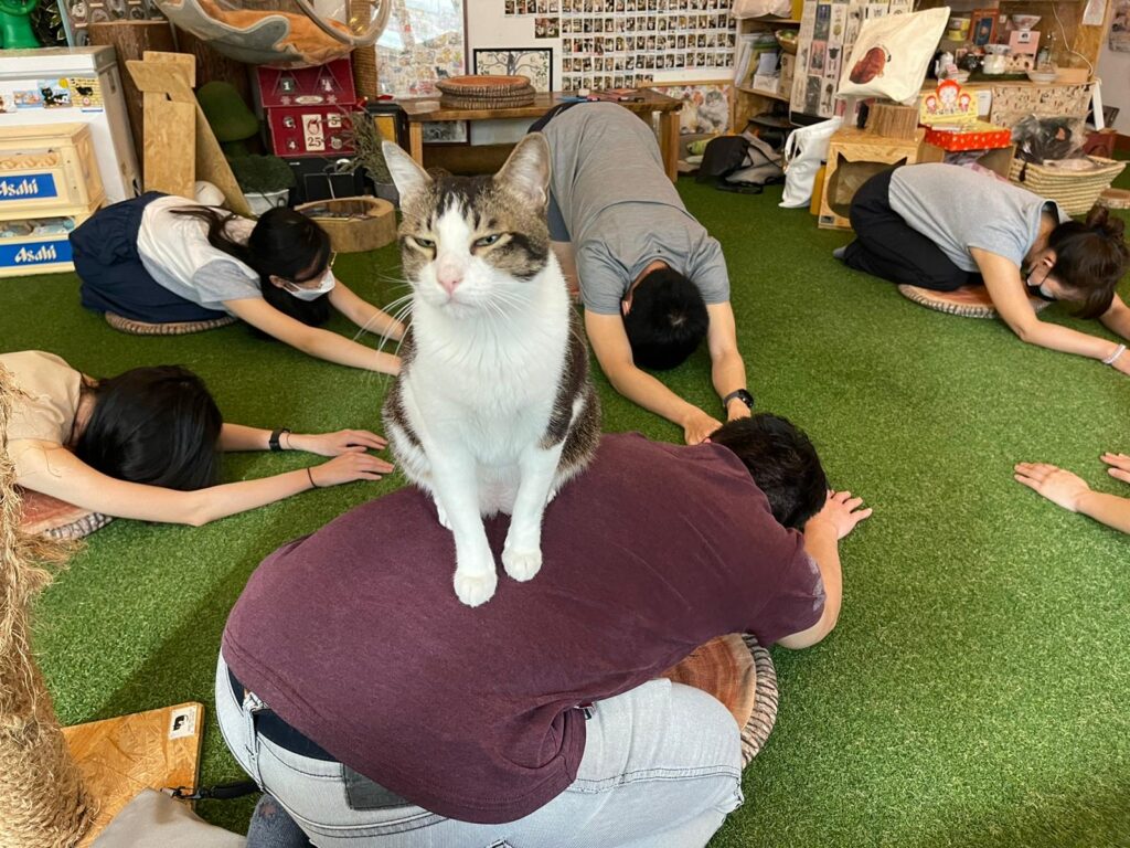 mindful stretch with cats - child pose
