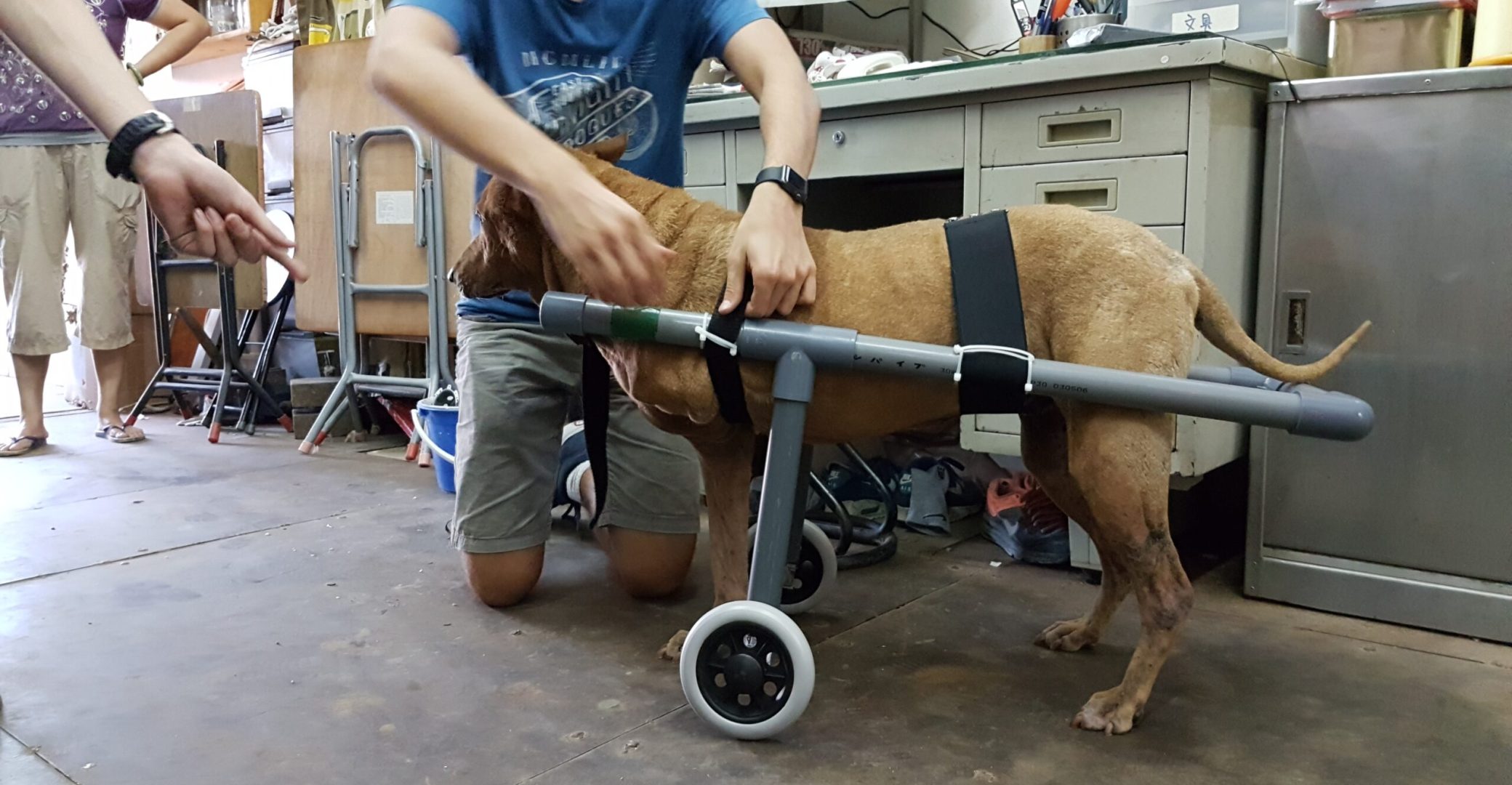 DIY Dog Prosthetics